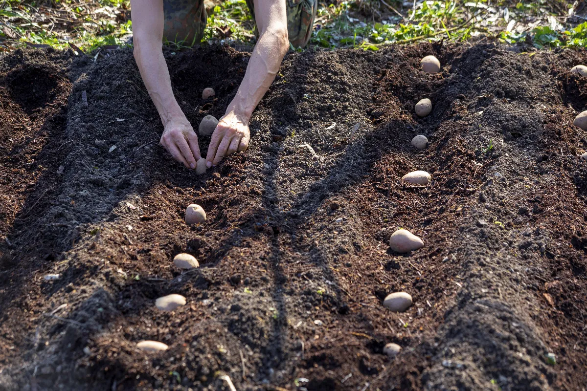 quand-planter-les-pommes-de-terre-en-2024-guide-de-plantation-des-pommes-de-terre
