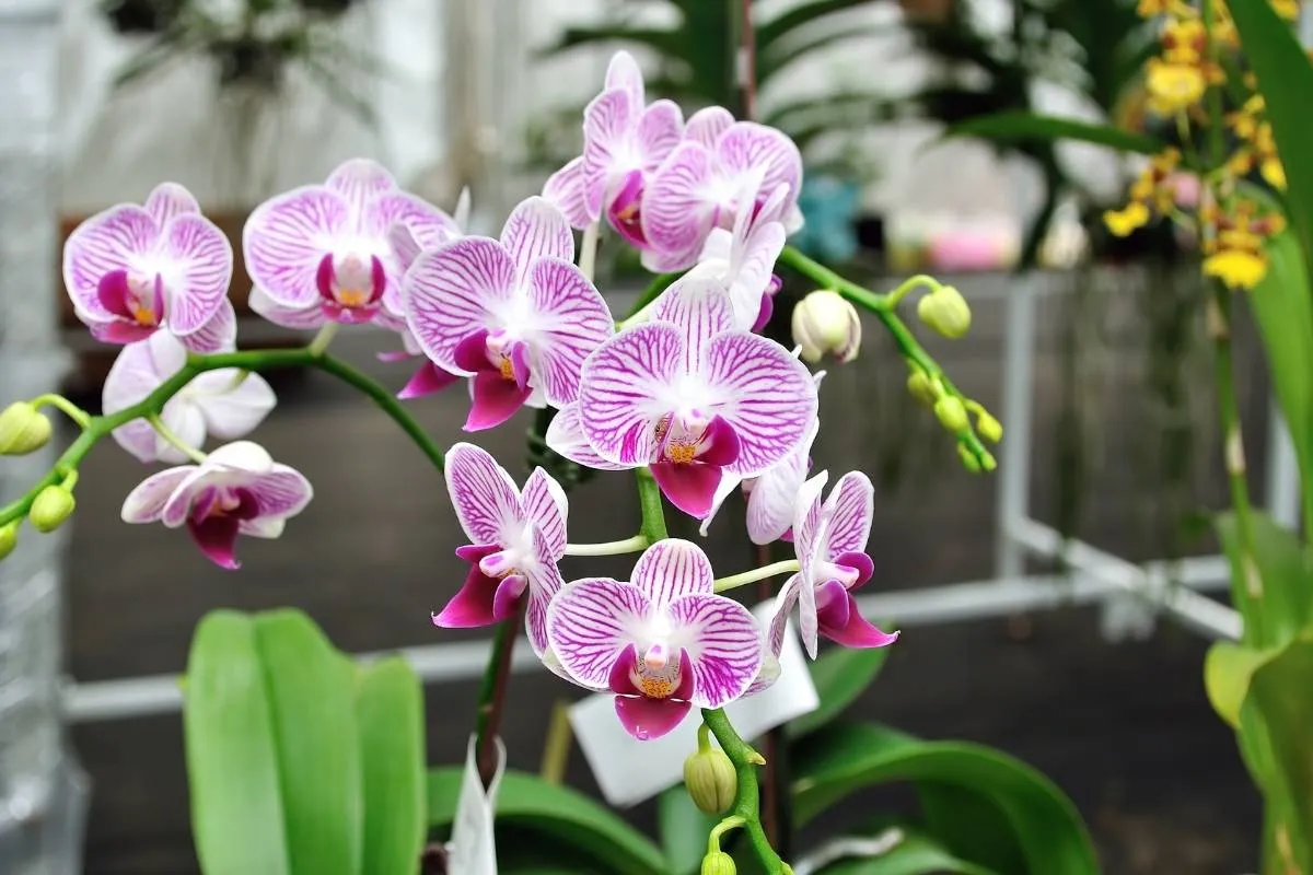 rempoter-une-orchidee-les-etapes-a-suivre