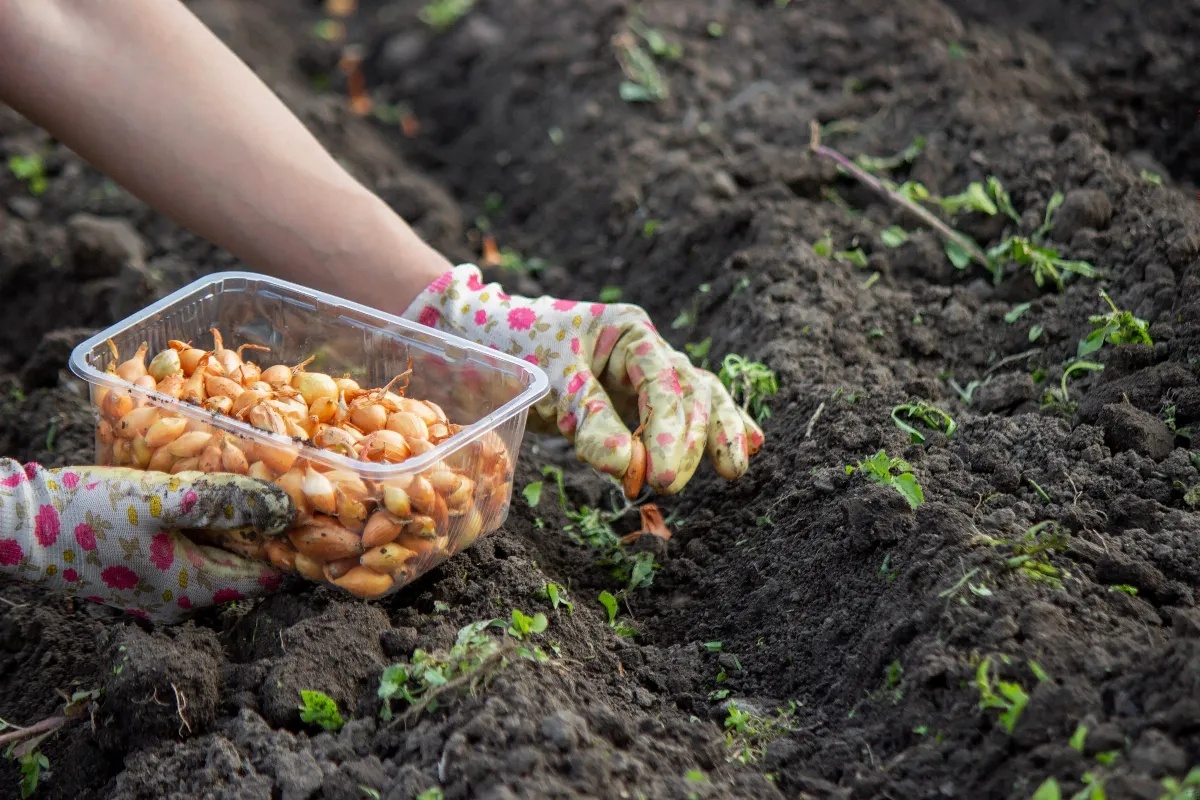 semis-de-septembre-au-jardin-que-planter-au-potager-a-lapproche-de-lautomne-et-du-froid