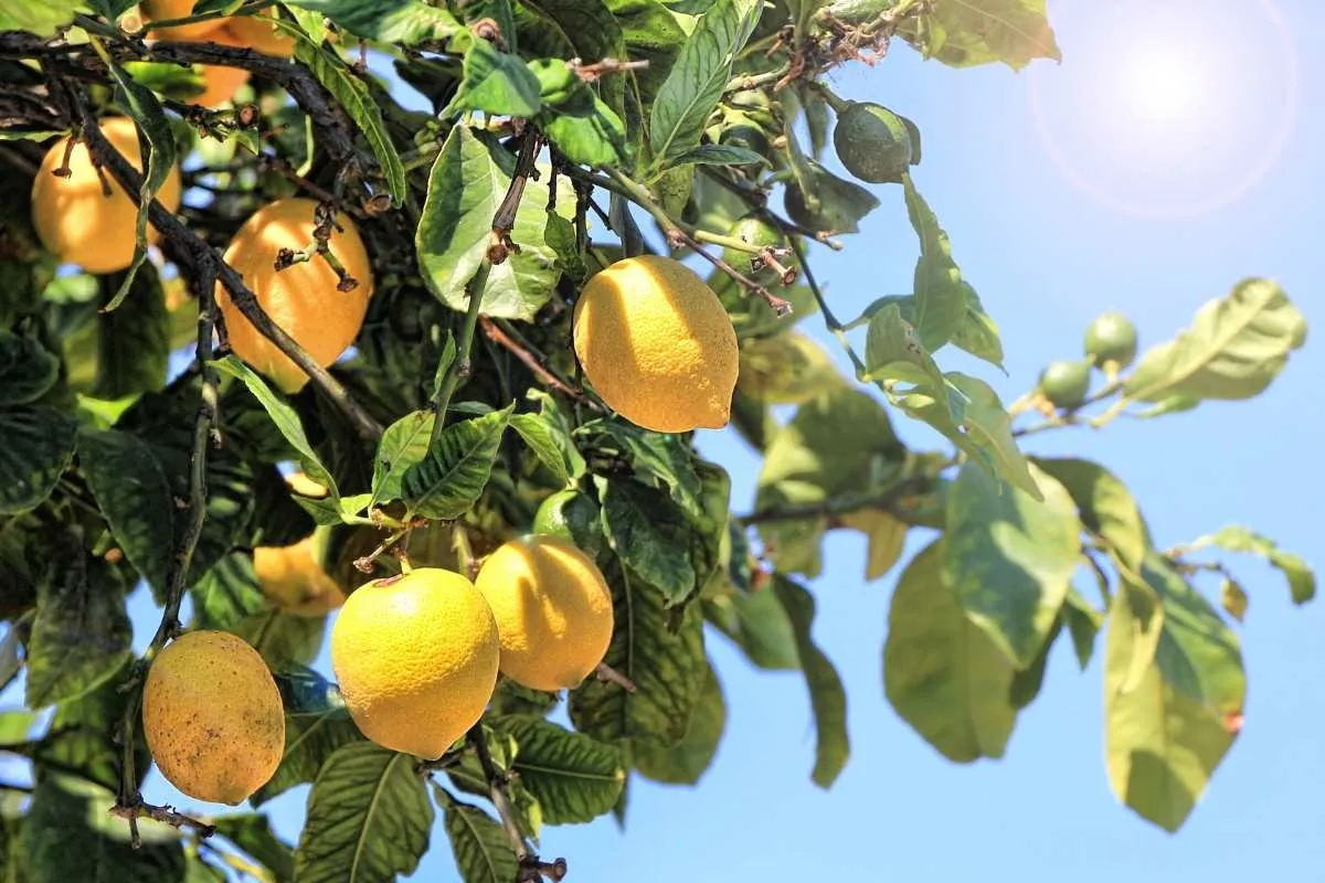 tailler-un-citronnier-conseils-et-calendrier-adaptes