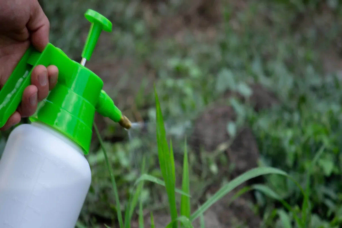 vinaigre-pour-desherber-decouvrez-les-recettes-parfaites-pour-eliminer-definitivement-les-mauvaises-herbes