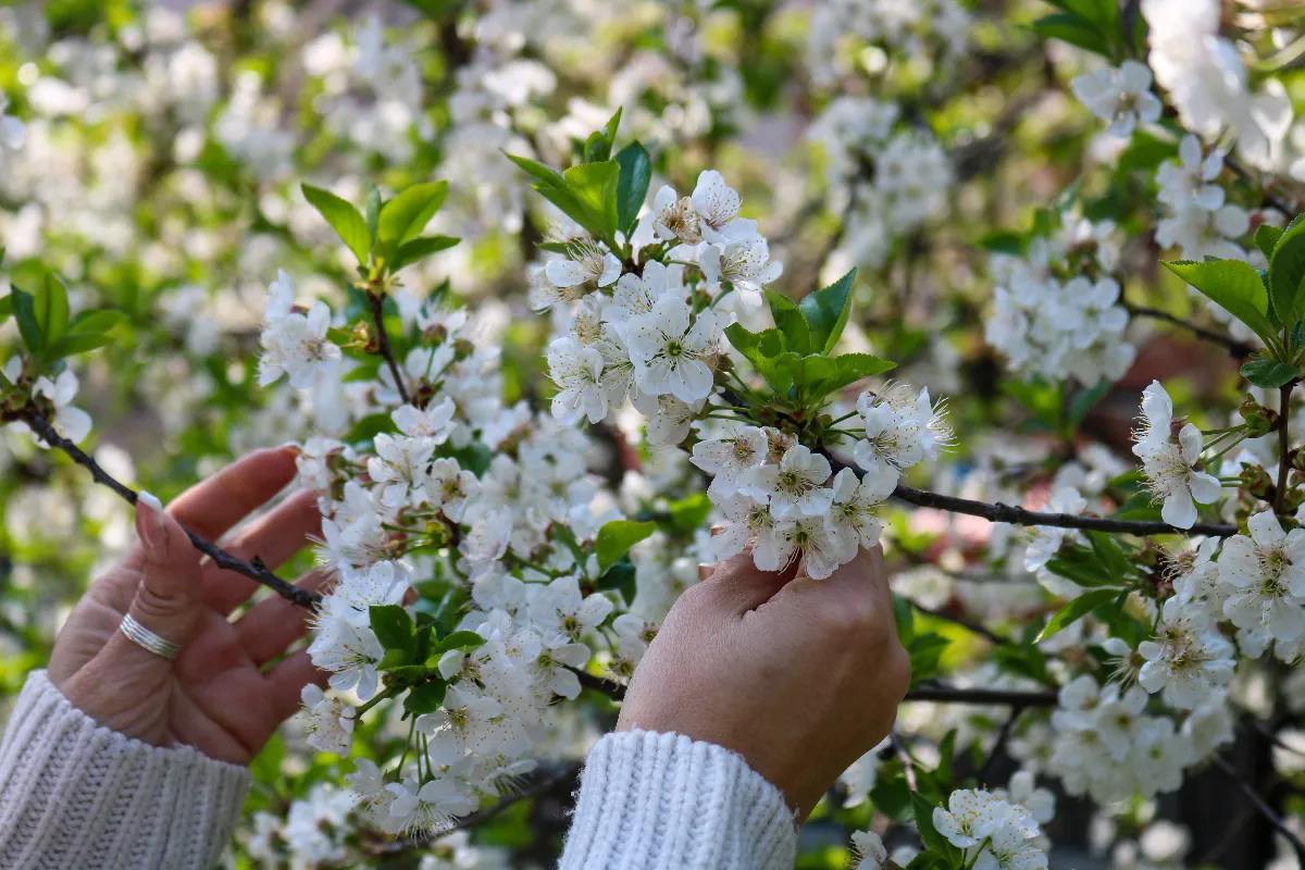 voici-pourquoi-il-ne-surtout-rien-planter-a-cote-de-cet-arbre-etes-vous-au-courant-de-cette-technique