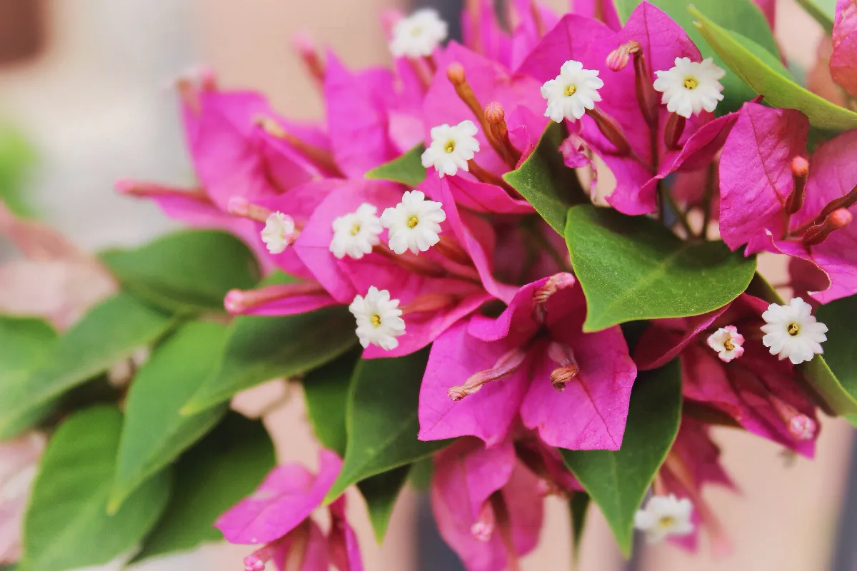 votre-bougainvillier-ne-fleurit-plus-voici-la-technique-ultime-pour-booster-sa-floraison