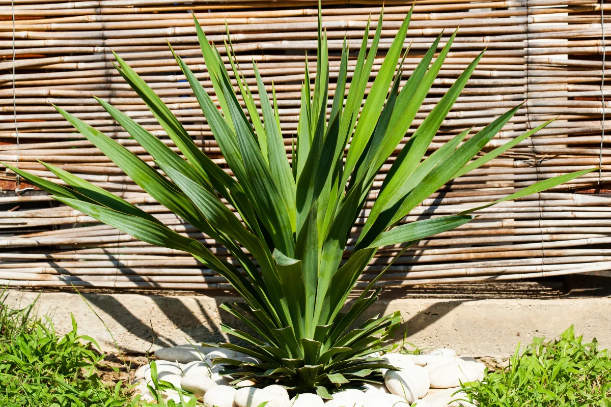yucca-conseils-pour-cultiver-et-entretenir-un-yucca
