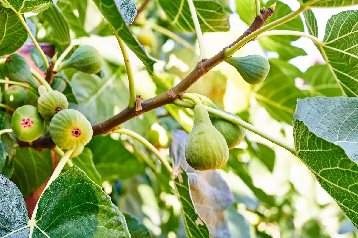 3-astuces-indispensables-pour-proteger-votre-figuier-cet-hiver-voici-les-gestes-a-adopter-absolument