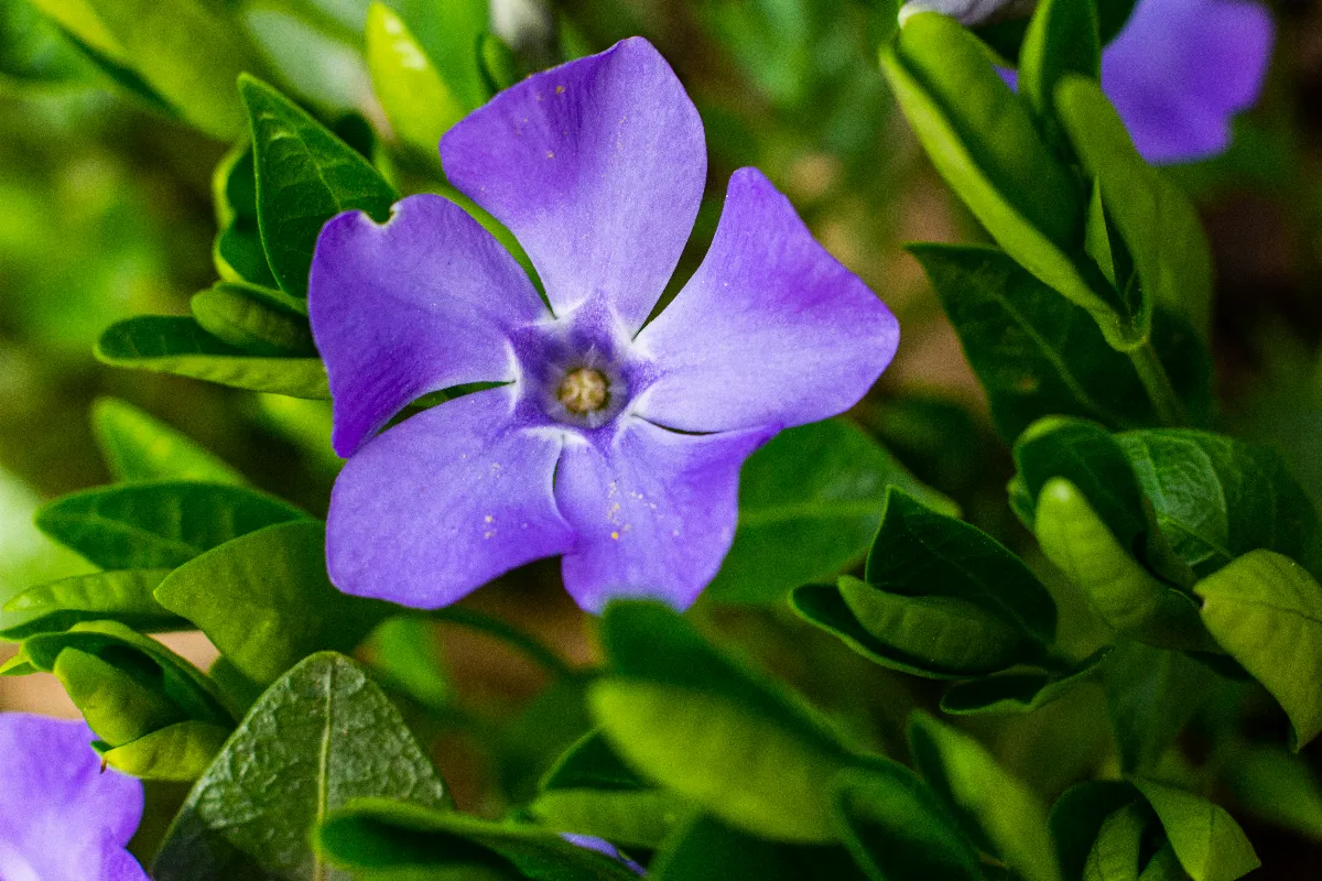 5-plantes-couvre-sol-parfaites-pour-limiter-les-mauvaises-herbes-et-fleurir-votre-jardin