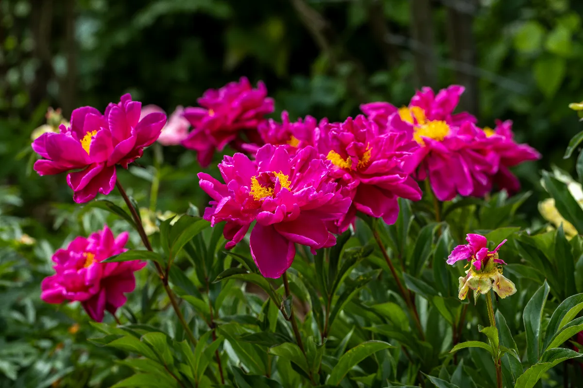 decouvrez-le-moment-ideal-pour-planter-les-pivoines-dans-votre-jardin-et-obtenir-une-floraison-incroyable-cette-annee