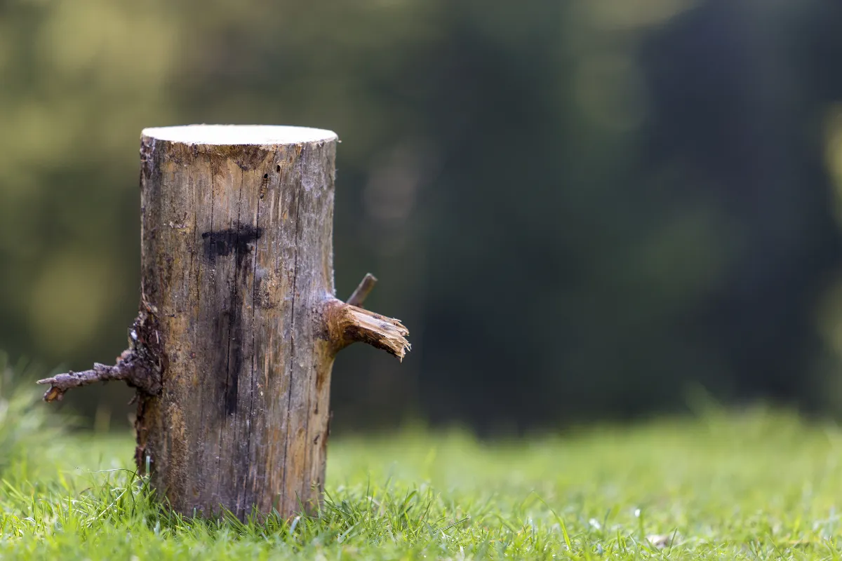 detruire-facilement-et-naturellement-une-souche-darbre-dans-votre-jardin-cest-possible-avec-ces-astuces