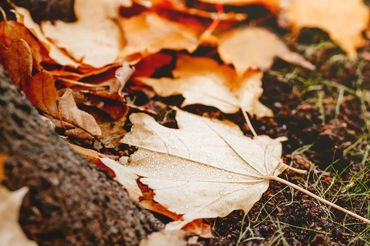 garder-ou-retirer-les-feuilles-mortes-de-votre-jardin-voici-les-bons-gestes-a-adopter-cet-automne
