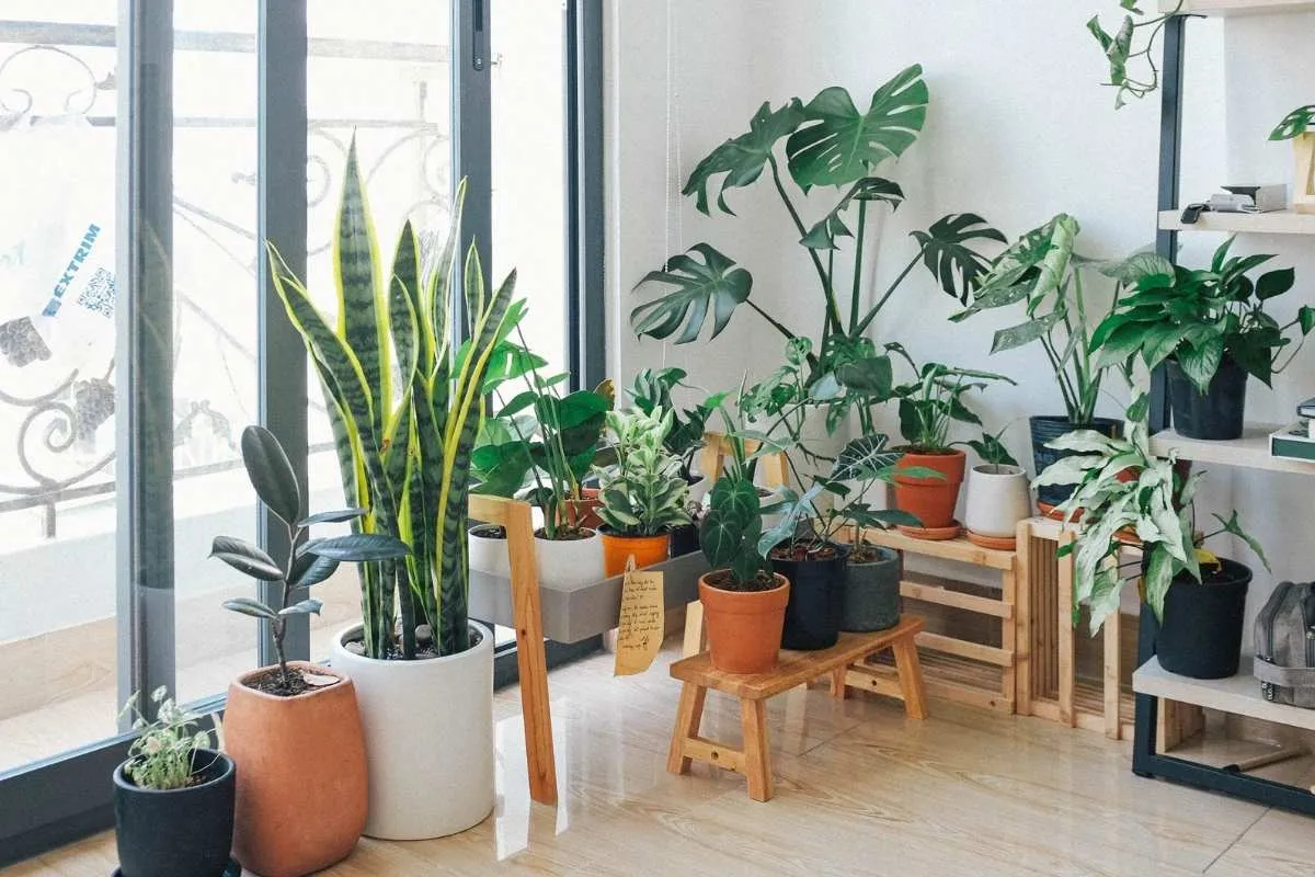les-meilleures-plantes-dinterieur-retombantes-pour-decorer