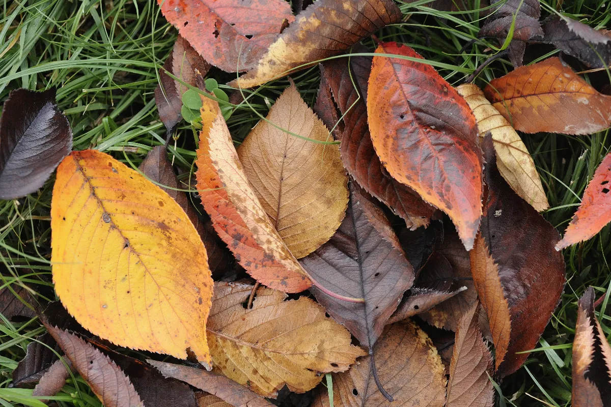 ne-jetez-plus-les-feuilles-mortes-de-votre-jardin-voici-lastuce-incroyable-pour-les-reutiliser-au-mieux