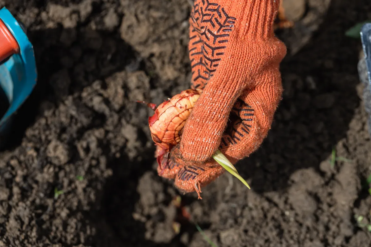 plantez-ces-10-bulbes-avant-ce-week-end-pour-un-jardin-parfaitement-fleuri-lors-du-printemps-prochain