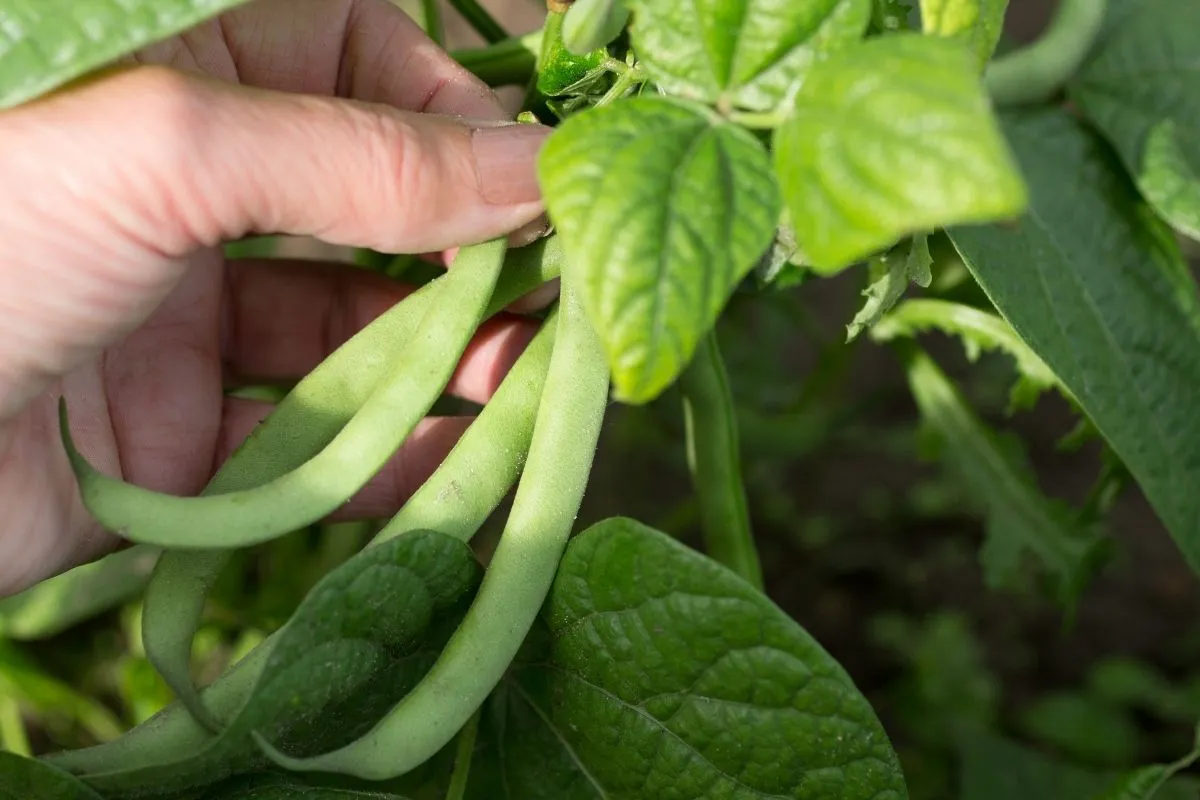 quand-semer-les-haricots-verts-pour-une-recolte-optimale