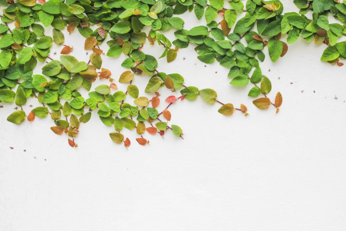 10-plantes-grimpantes-parfaites-pour-sublimer-votre-terrasse-voici-notre-selection-des-meilleures-especes