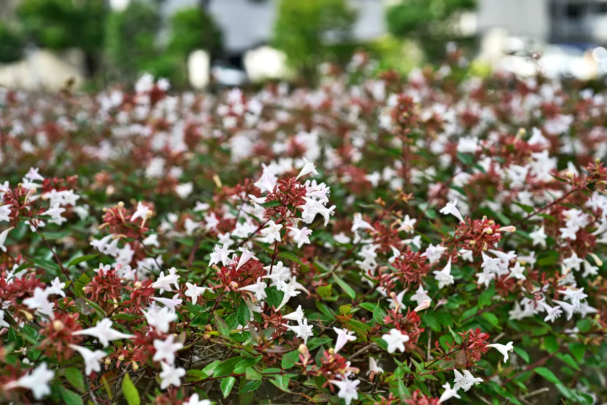 4-arbustes-persistants-a-planter-chez-vous-des-maintenant-voici-la-selection-des-meilleures-especes-qui-passeront-lhiver