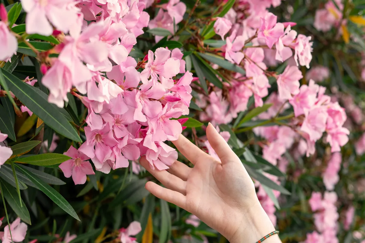 7-regles-a-suivre-pour-avoir-une-floraison-abondante-de-votre-laurier-rose-cette-annee