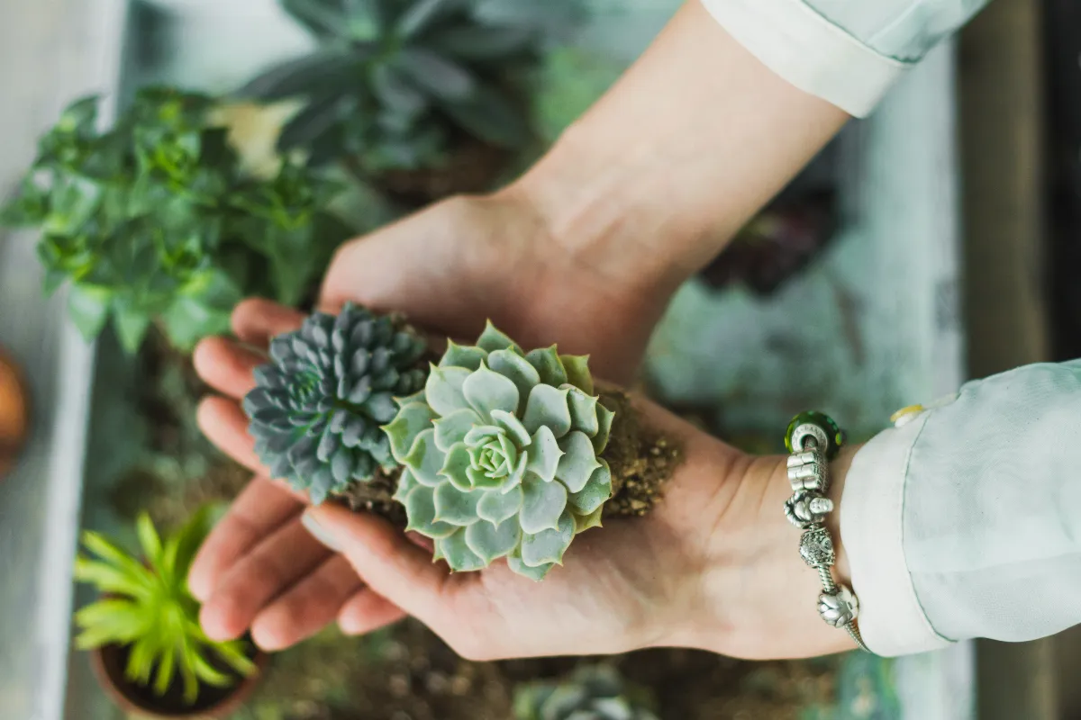 avec-larrivee-du-froid-quelles-succulentes-faut-il-proteger-peut-on-les-laisser-dehors-voici-toutes-les-reponses