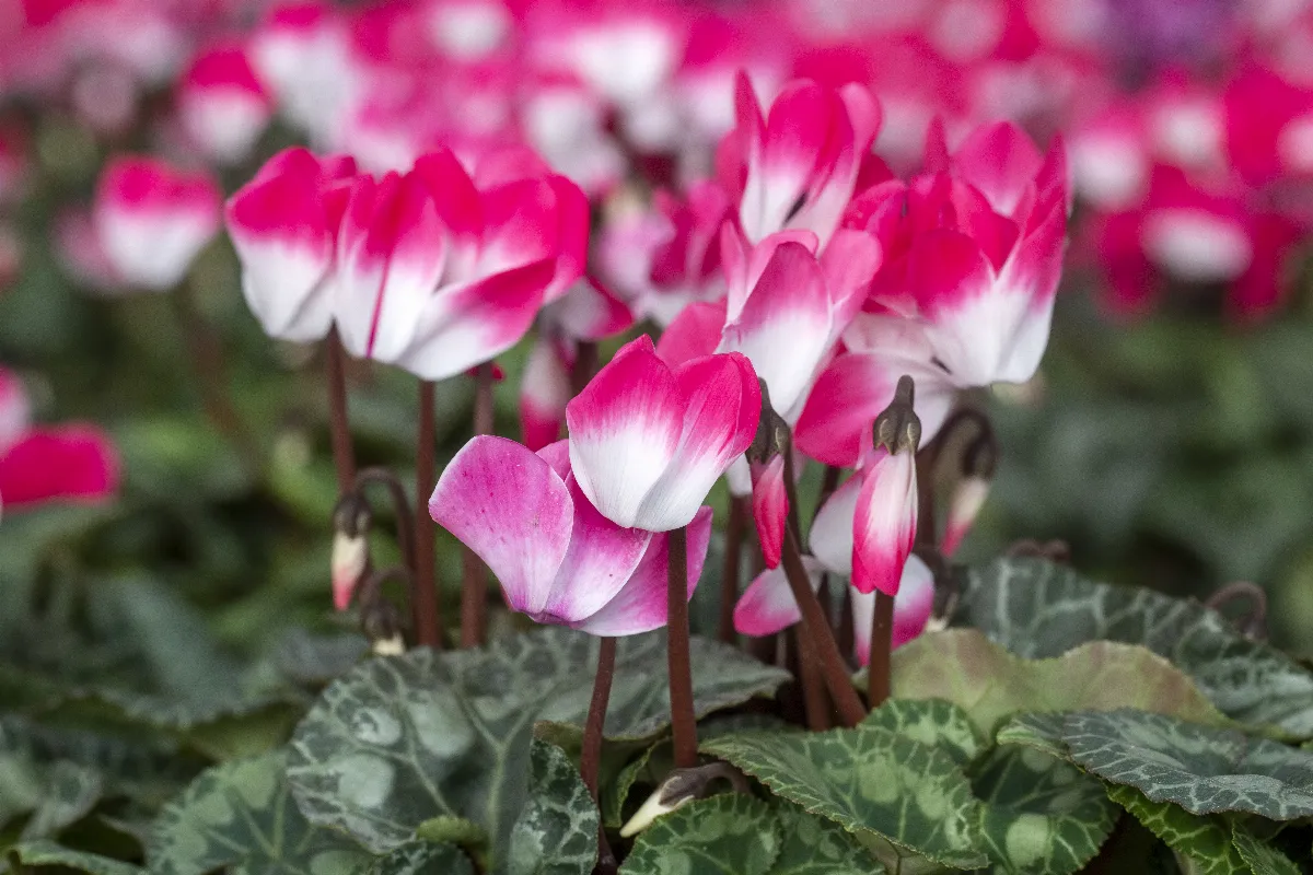 avoir-un-jardin-colore-en-hiver-cest-possible-en-optant-pour-ces-plantes-vivaces-resistantes-au-froid