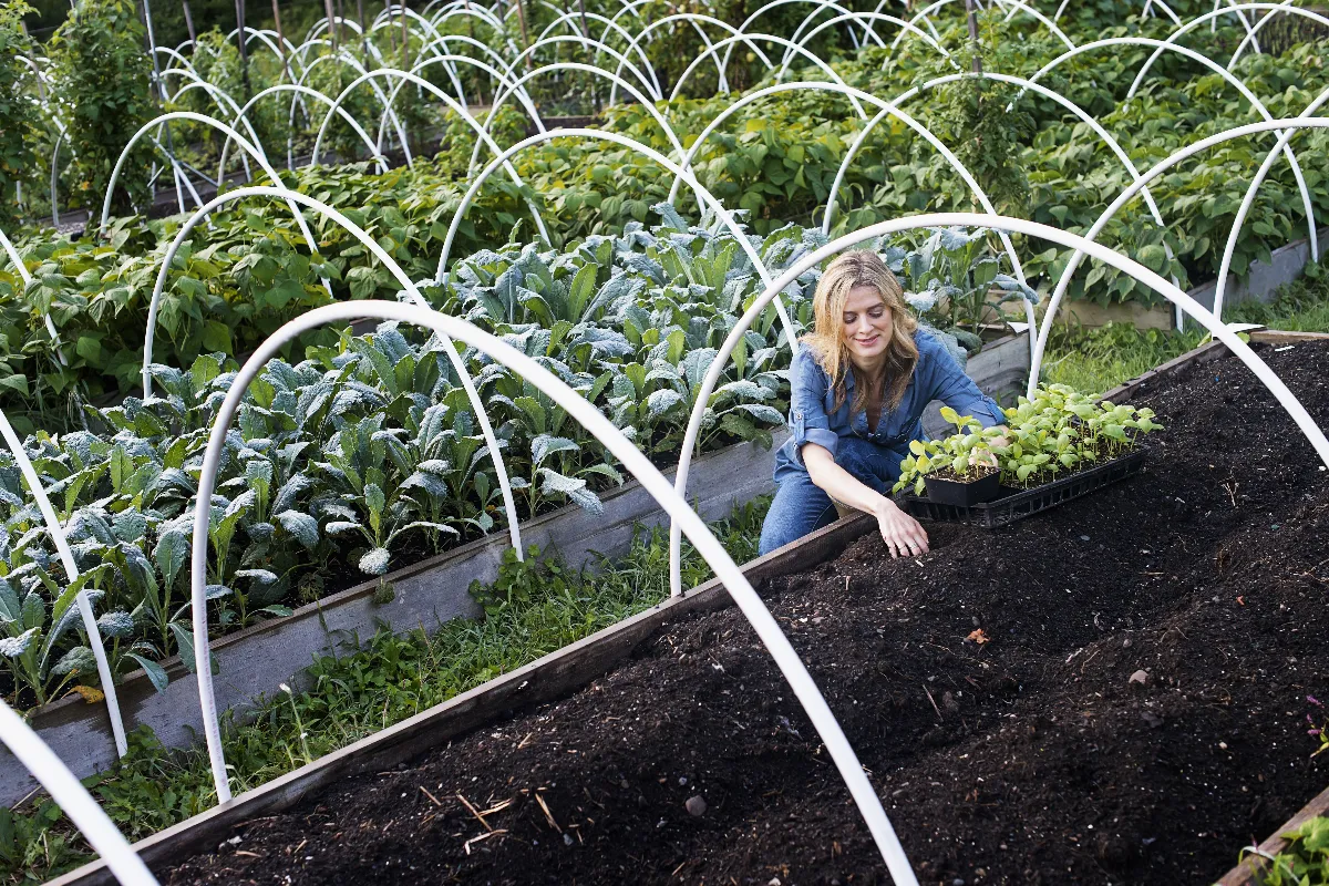 ces-signes-qui-indiquent-une-mauvaise-qualite-du-sol-de-votre-potager-comment-avoir-un-terrain-sain-et-fertile