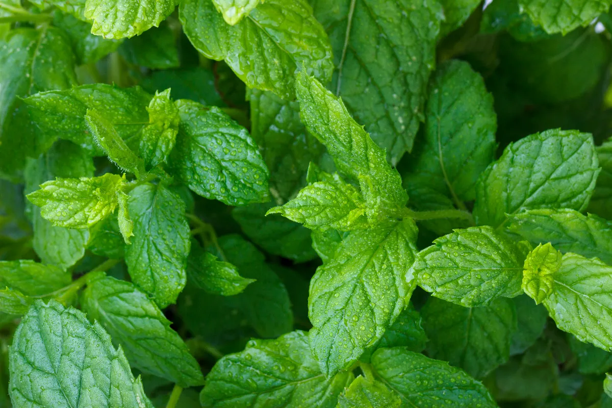 decouvrez-tous-les-bienfaits-meconnus-de-la-menthe-pour-votre-sante-mais-aussi-votre-potager