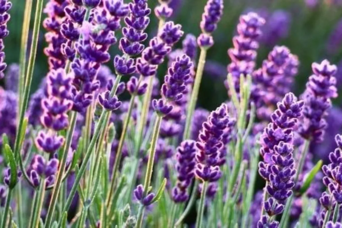 guide-complet-pour-cultiver-et-profiter-de-lavande