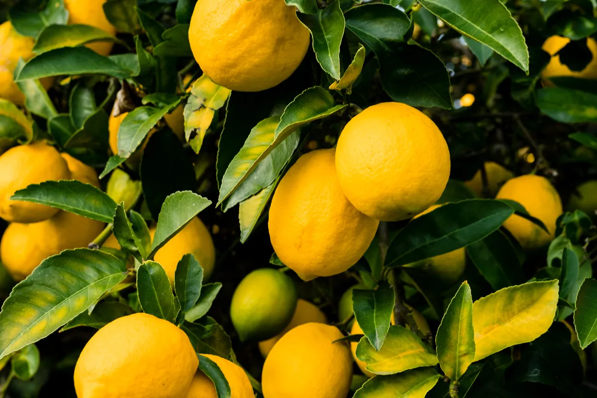 protegez-votre-citronnier-pour-quil-passe-lhiver-sans-encombre-grace-a-ce-geste-meconnu-et-pourtant-indispensable