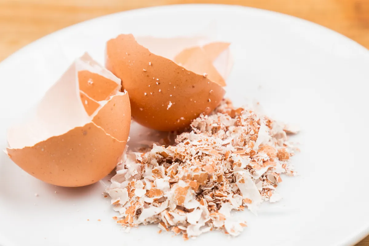 voici-la-methode-simple-et-ultime-pour-transformer-vos-coquilles-doeuf-en-engrais-naturel