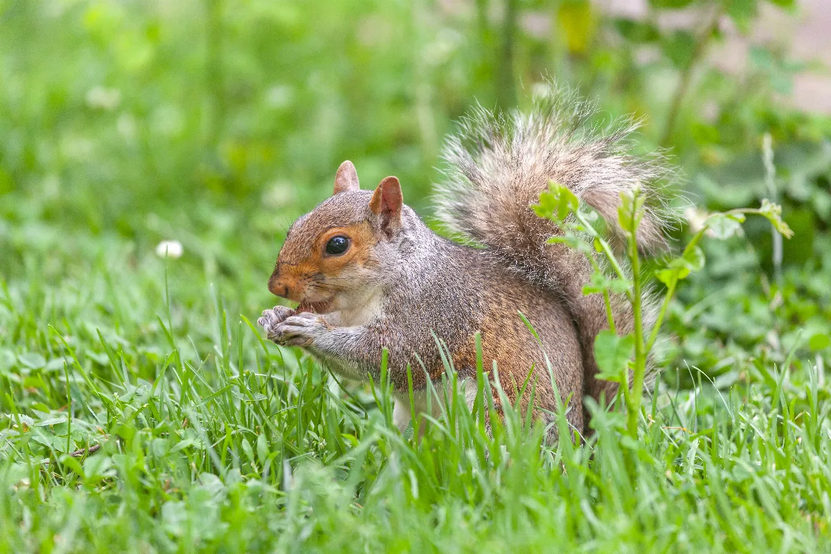 vous-avez-des-ecureuils-dans-votre-jardin-voici-les-gestes-a-adopter-pour-les-proteger