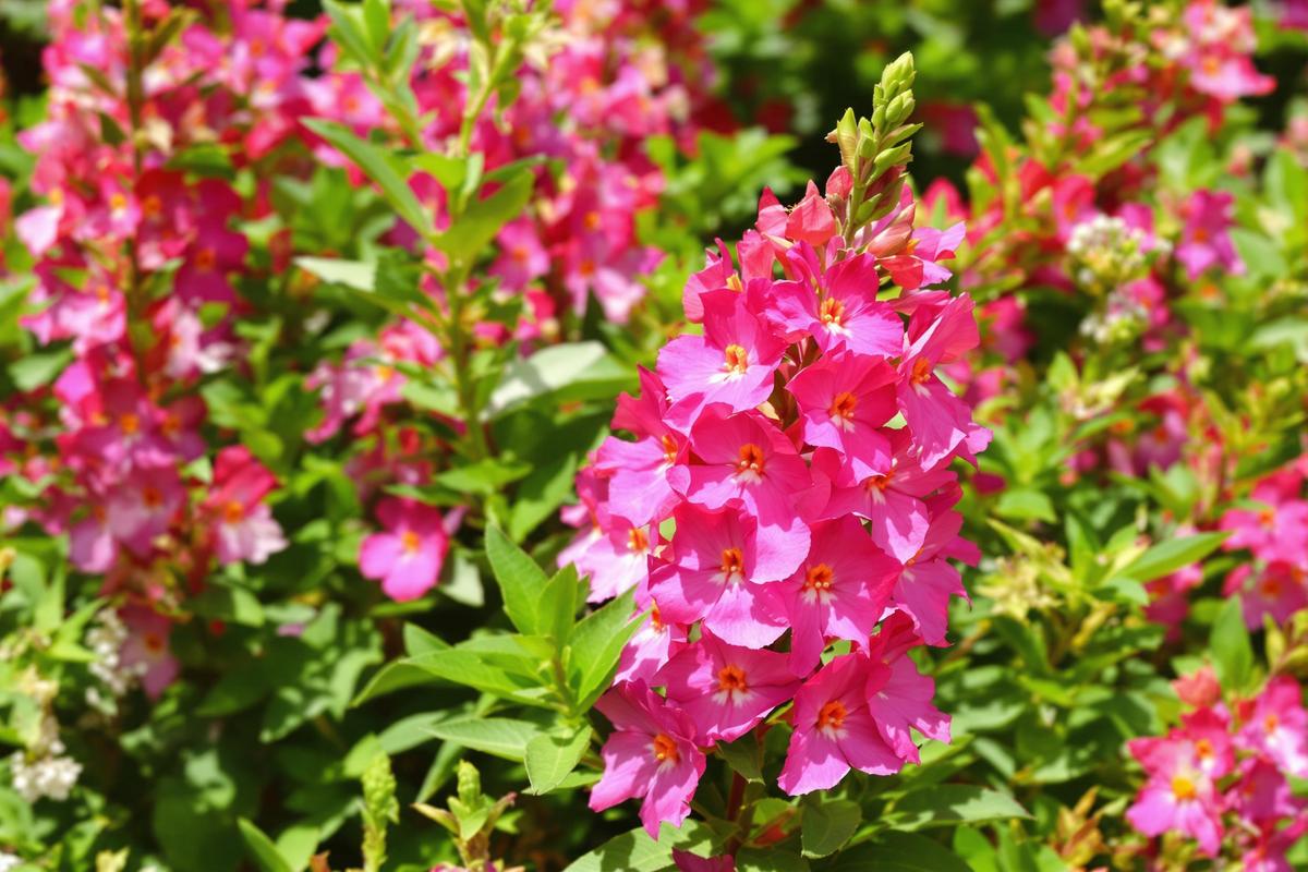 2025: l’année de l’angélonie