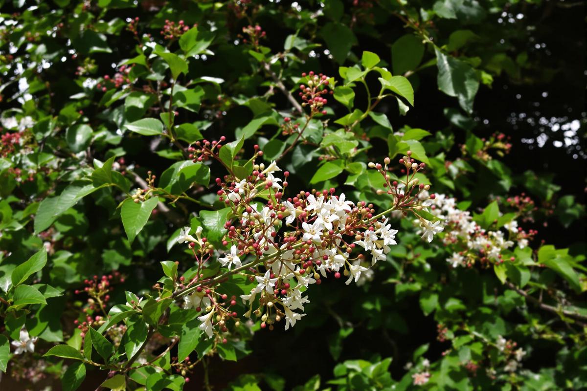 Albizia inconvénient : Les inconvénients à connaître avant de planter un albizia