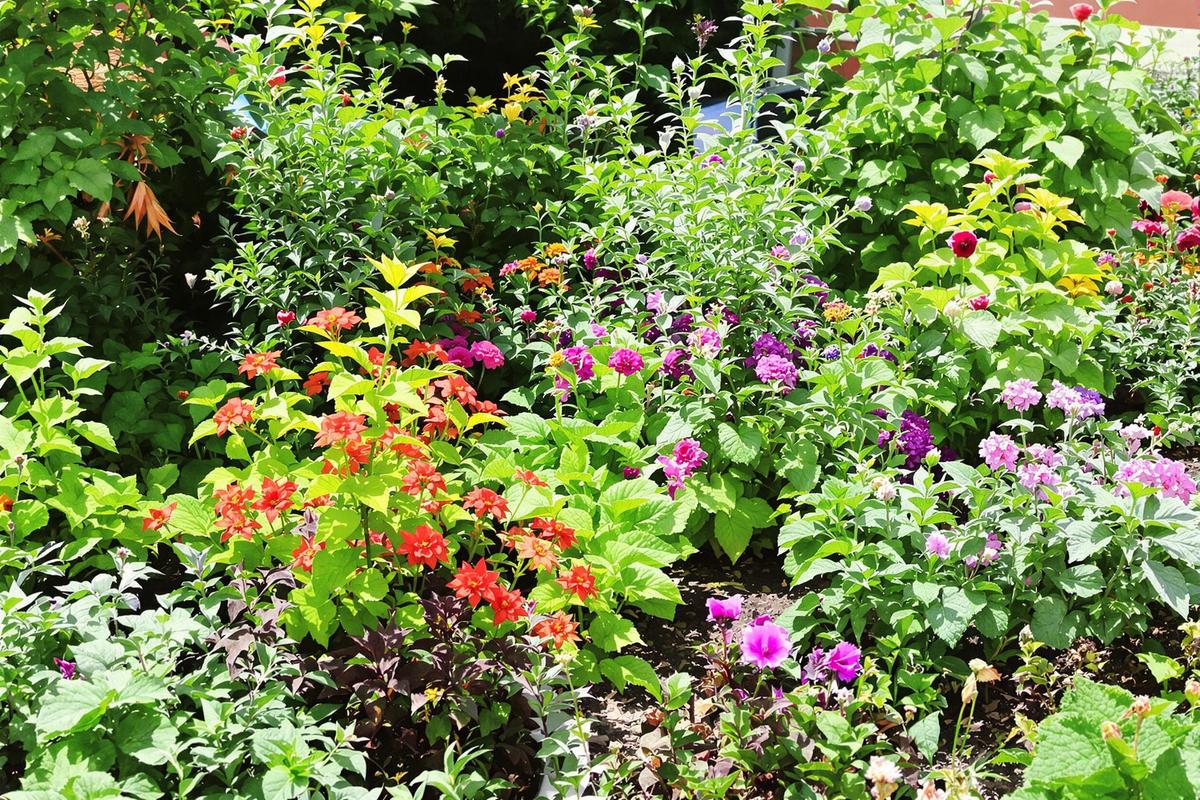 Anti-gel fourmis : L’astuce naturelle pour protéger vos plantes du gel et des fourmis