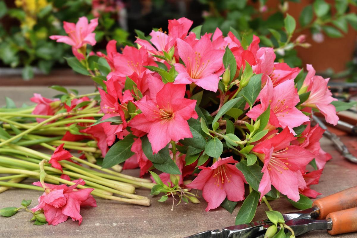 Bouture laurier rose : Comment bouturer un laurier rose facilement