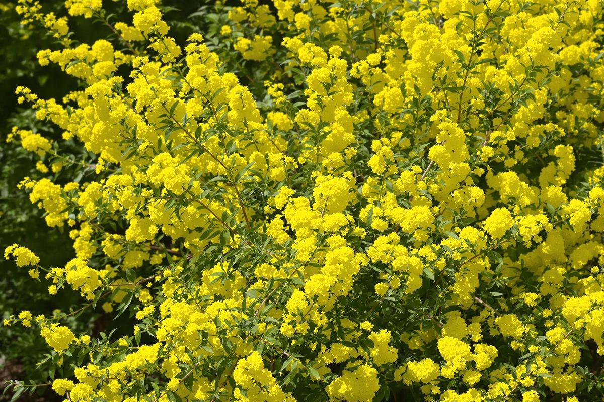 Bouture mimosa : Réussir une bouture de mimosa en quelques étapes