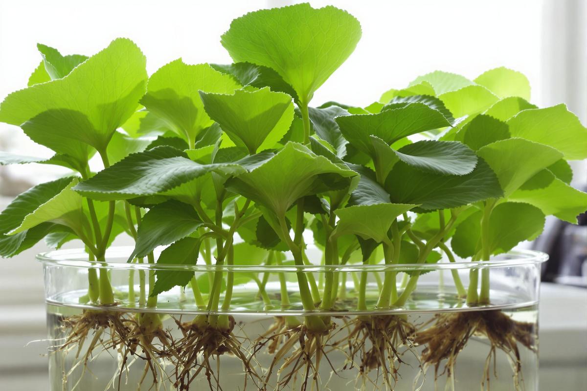 Bouturer hortensia dans l'eau : Technique facile pour bouturer un hortensia dans l’eau