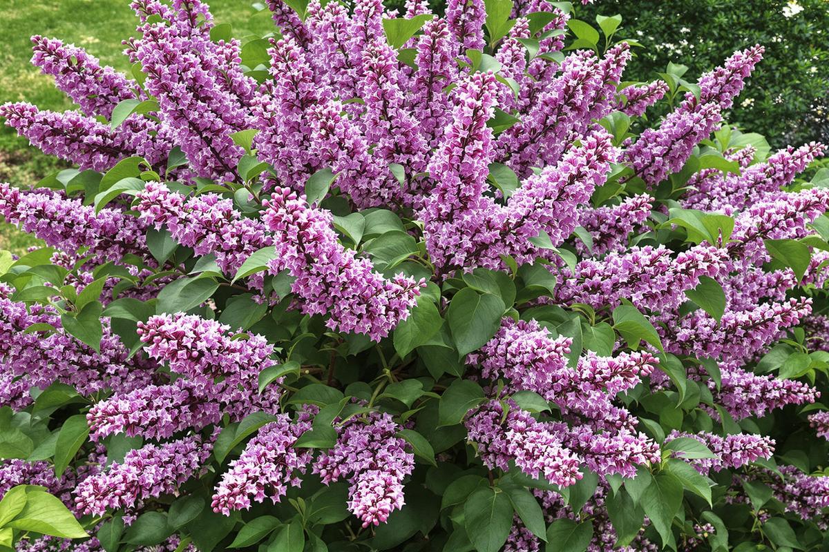 Comment rajeunir un vieux lilas?