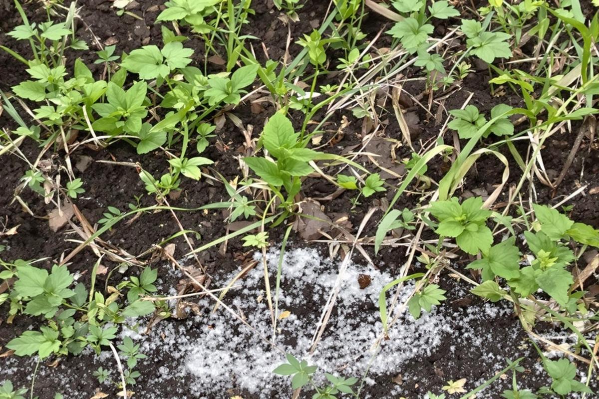 Désherbant vinaigre sel : Fabriquer un désherbant maison à base de vinaigre et sel