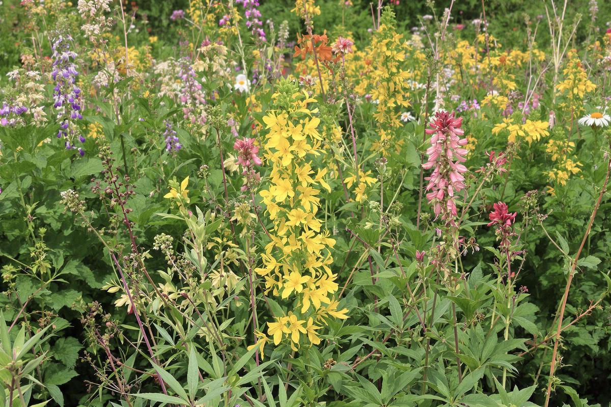 Deux fleurs sauvages indigènes illustrées sur les timbres floraux de Postes Canada