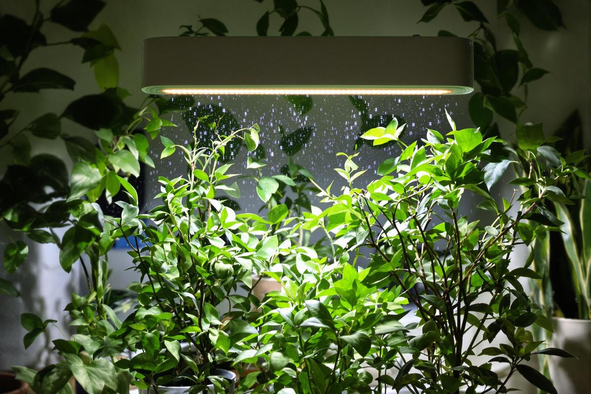 Éclairage : un coup de pouce pour nos plantes d’intérieur en hiver