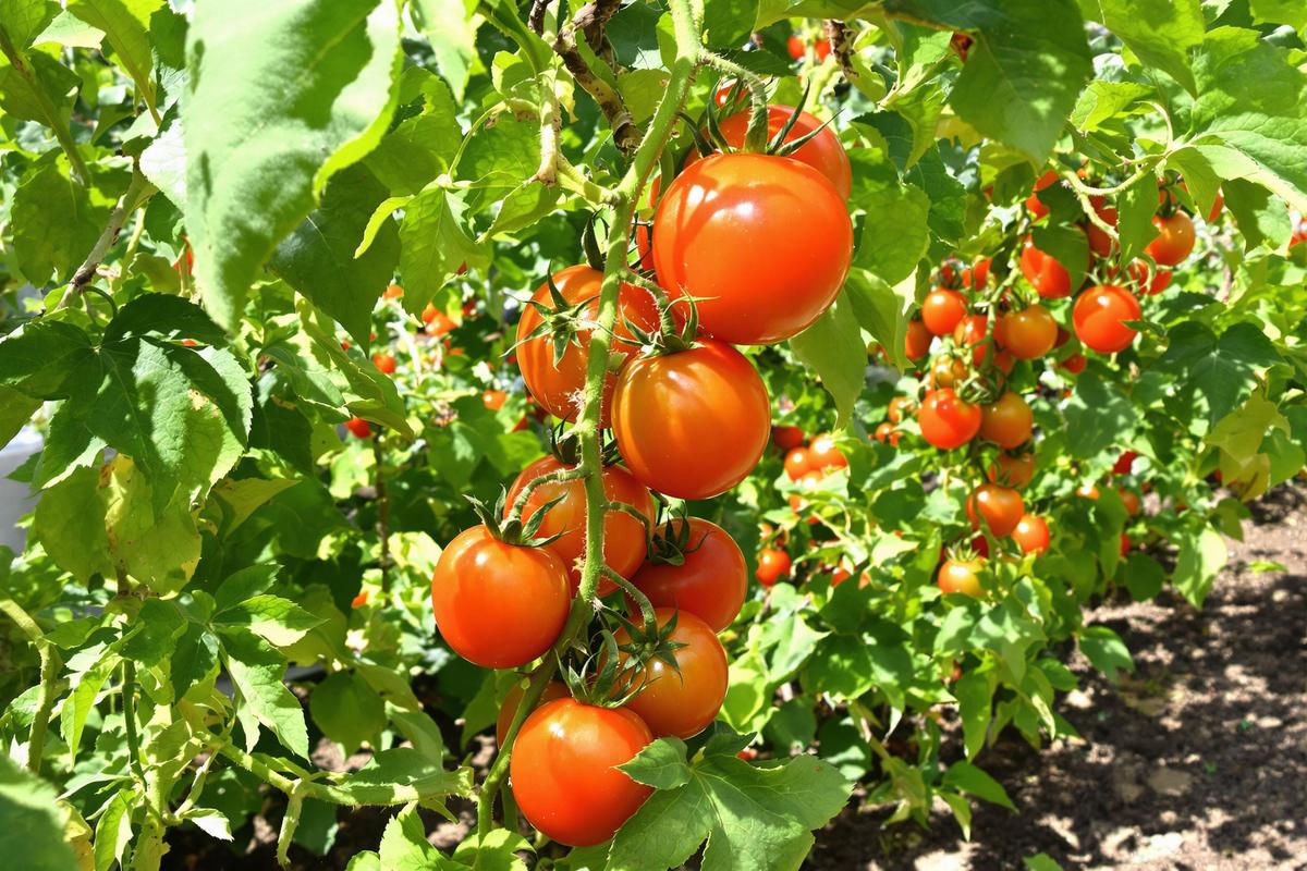 Engrais tomates : Les meilleurs engrais pour des tomates savoureuses