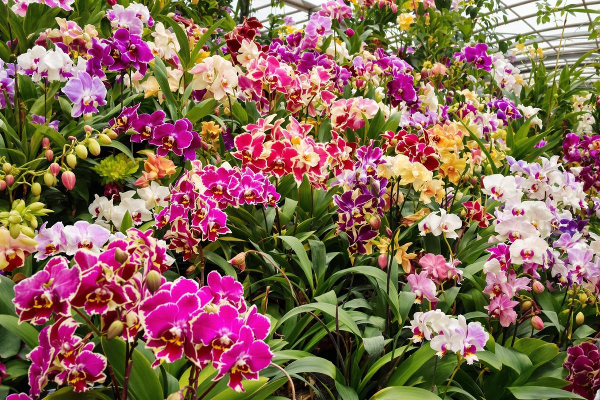 Entretien des orchidées : Les meilleures pratiques pour entretenir vos orchidées