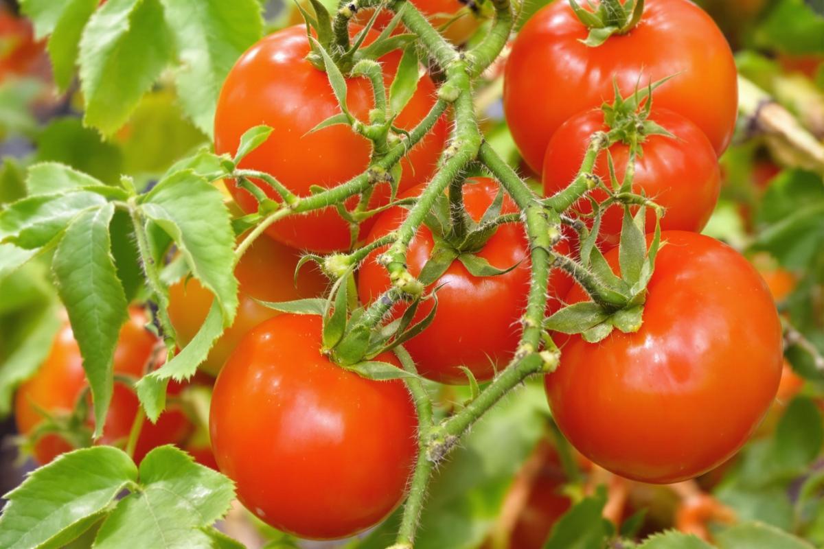 Gourmands tomates : Pourquoi et comment enlever les gourmands des tomates