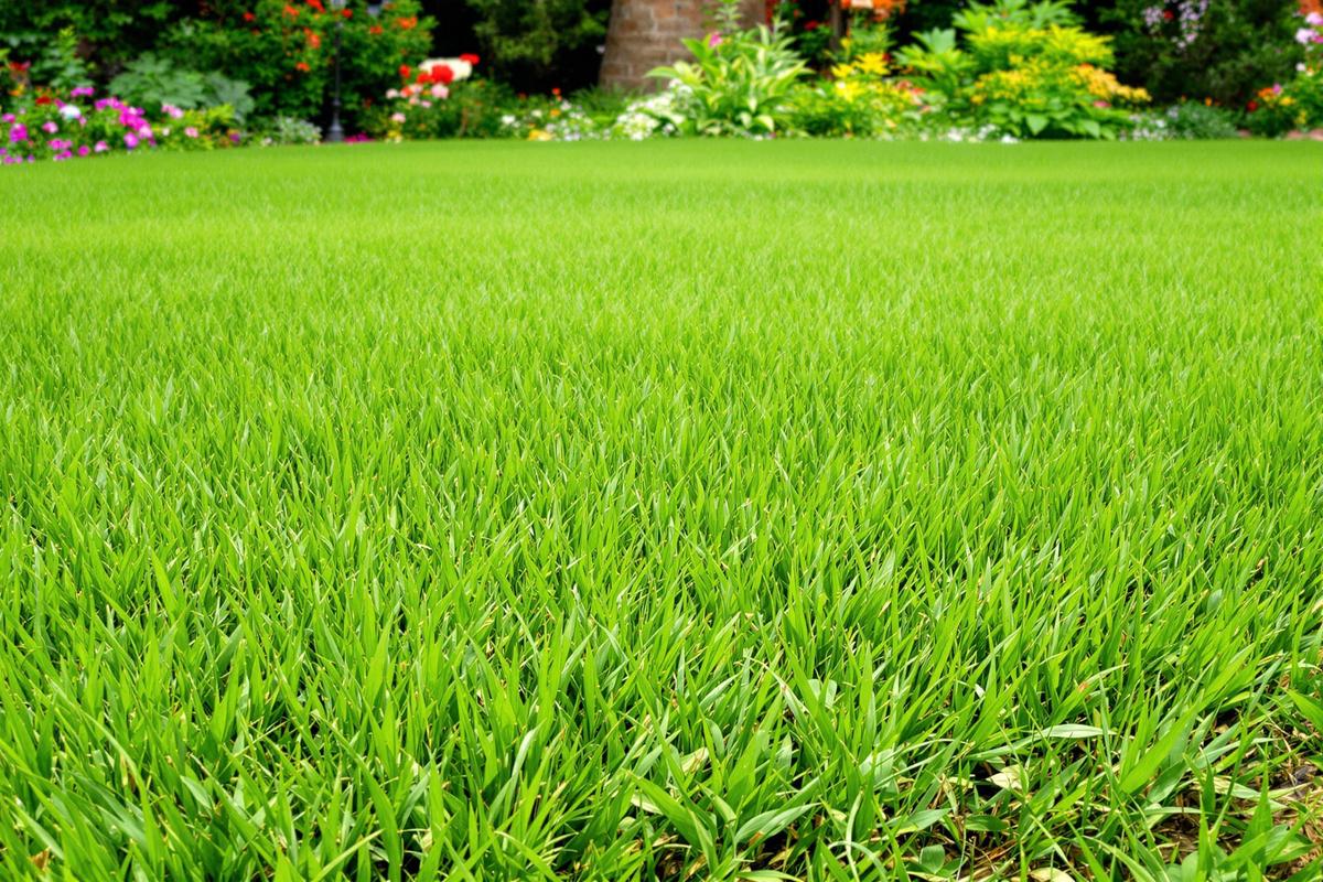 Graine gazon terre acide : Comment semer du gazon sur un sol acide