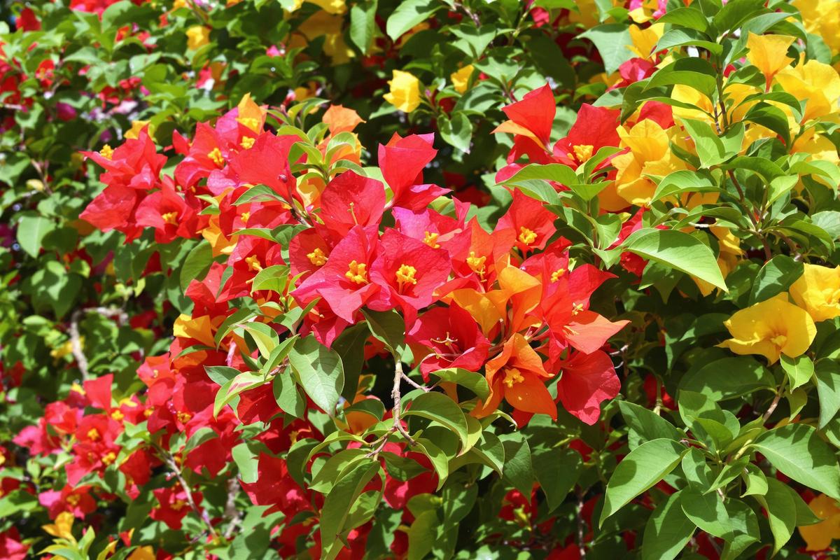 La bougainvillée: questions et réponses