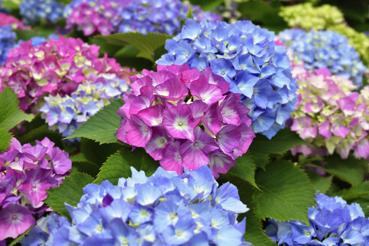 Maladie sur hortensia : Identifier et traiter les maladies courantes des hortensias