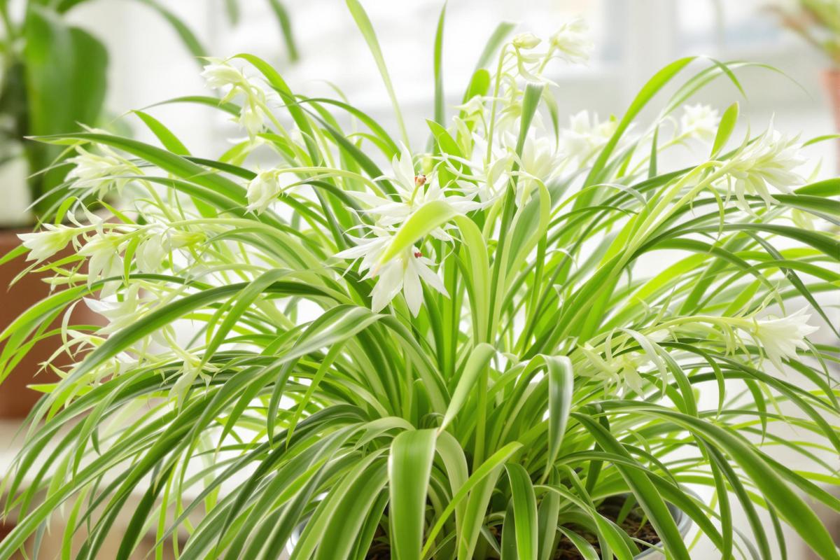 Plante-araignée: origine, variétés et conseils de culture