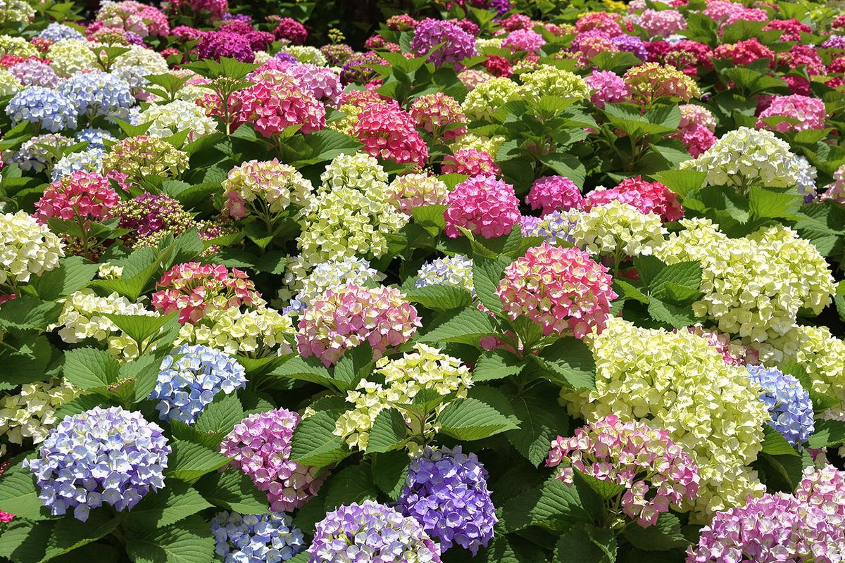 Quand couper des hortensias : Le bon moment pour couper vos hortensias sans les abîmer