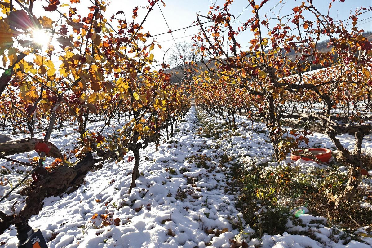 Quand et comment tailler une vigne : Tout savoir sur la taille de la vigne