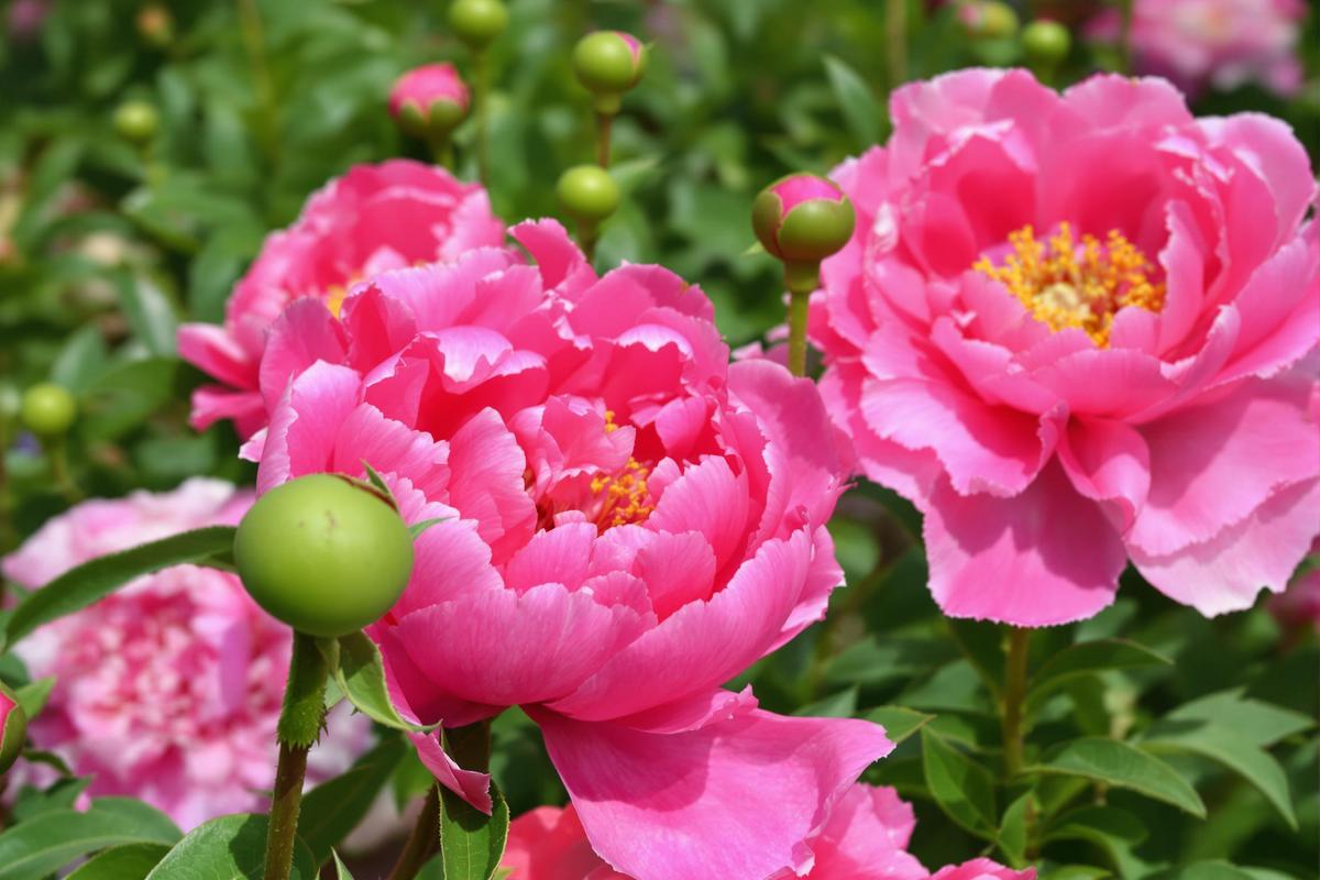 Quand les pivoines montent en graine