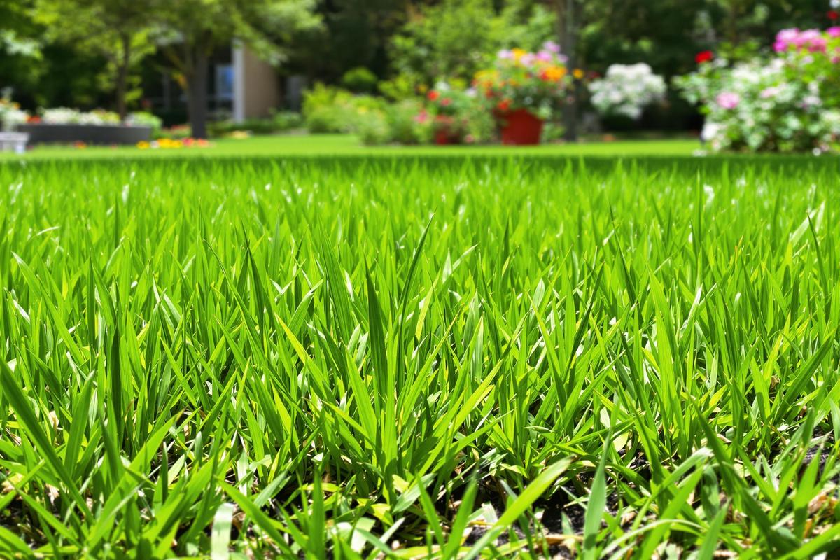 Quand planter du gazon : Les meilleures périodes pour semer du gazon