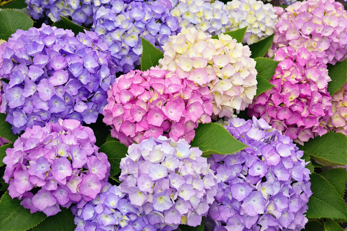 Quand tailler les hortensias : Le calendrier idéal pour tailler vos hortensias